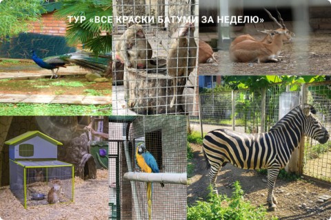 ВСЕ КРАСКИ БАТУМИ ЗА НЕДЕЛЮ. ПУТЕШЕСТВИЕ ПО ГОРОДАМ ГРУЗИИ