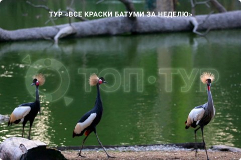 ВСЕ КРАСКИ БАТУМИ ЗА НЕДЕЛЮ. ПУТЕШЕСТВИЕ ПО ГОРОДАМ ГРУЗИИ